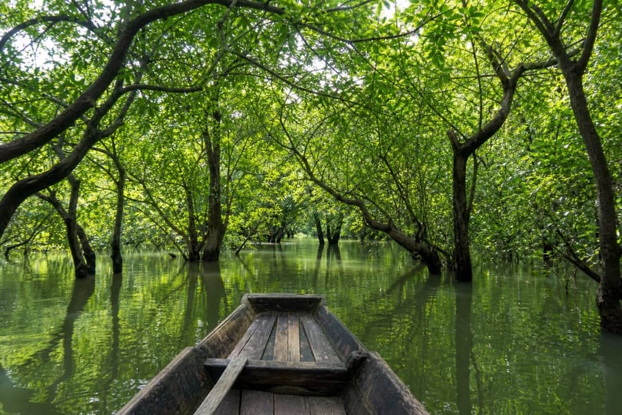 Ratargul Swamp Forest boat ride in the freshwater forest of Sylhet