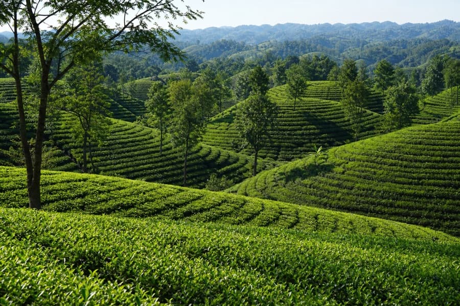 Rolling green tea gardens of Sreemangal and Sylhet with a rental car