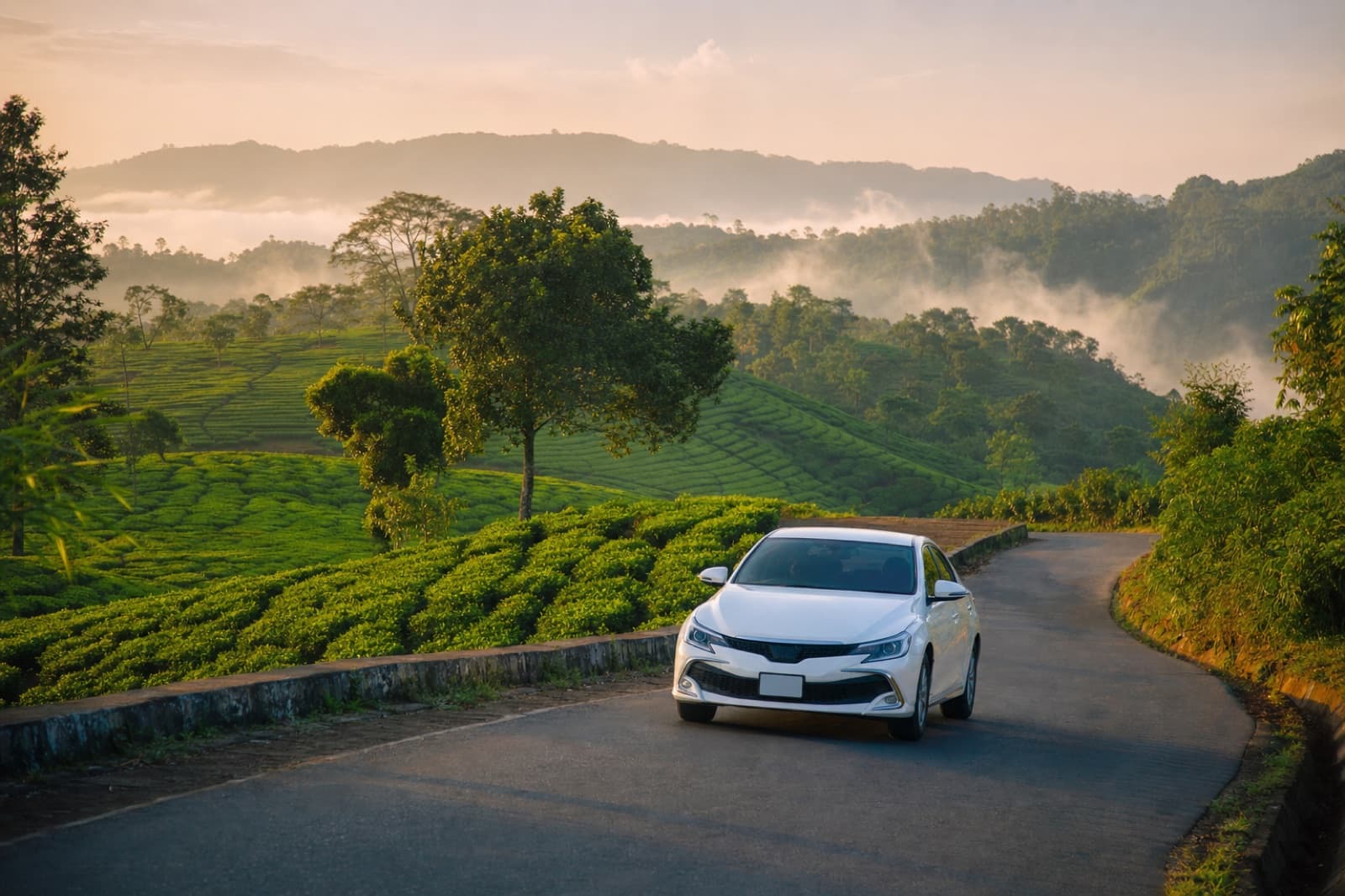 Rental car on a road beside the green tea gardens of Sylhet, Bangladesh